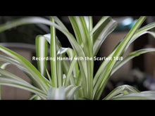 Charger et lire la vidéo dans la visionneuse de la Galerie, Focusrite SCARLETT3 18I8 Interface Scarlett G3 18 in/8 out USB C